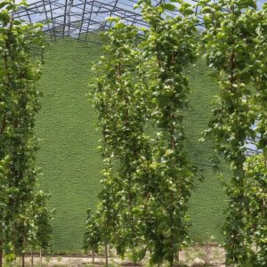 The Art of Espalier: Training Fruit Trees for Space-Saving Elegance