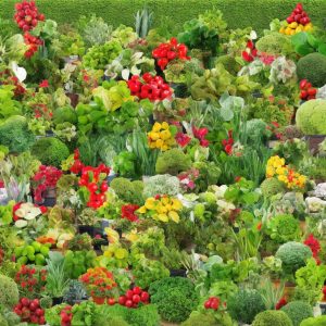 Sustainable Gardening Practices for a Greener World