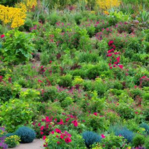 The Role of Native Plants in Sustainable Gardening