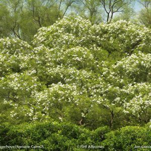 Tips for Growing Fragrant Jasmine in Your Garden